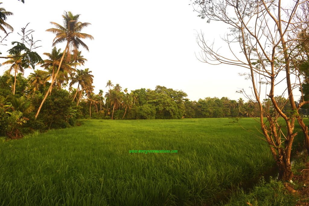 Kumarakom Village Experience